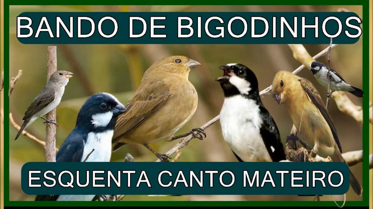 CASAL DE BIGODINHOS CANTO MATEIRO ESQUENTANDO SEU BIGODEIRO FILHOTE OU ADULTO RAPIDO CANTO E FIBRA