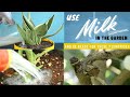 Use Milk In The Garden And Be Ready For These 8 Surprises | Milk Uses