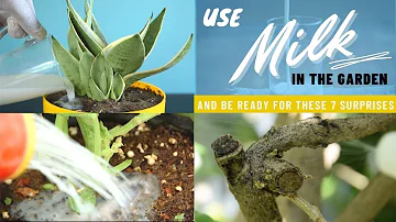 Use Milk In The Garden And Be Ready For These 8 Surprises | Milk Uses