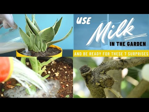 Use Milk In The Garden And Be Ready For These 8 Surprises | Milk Uses