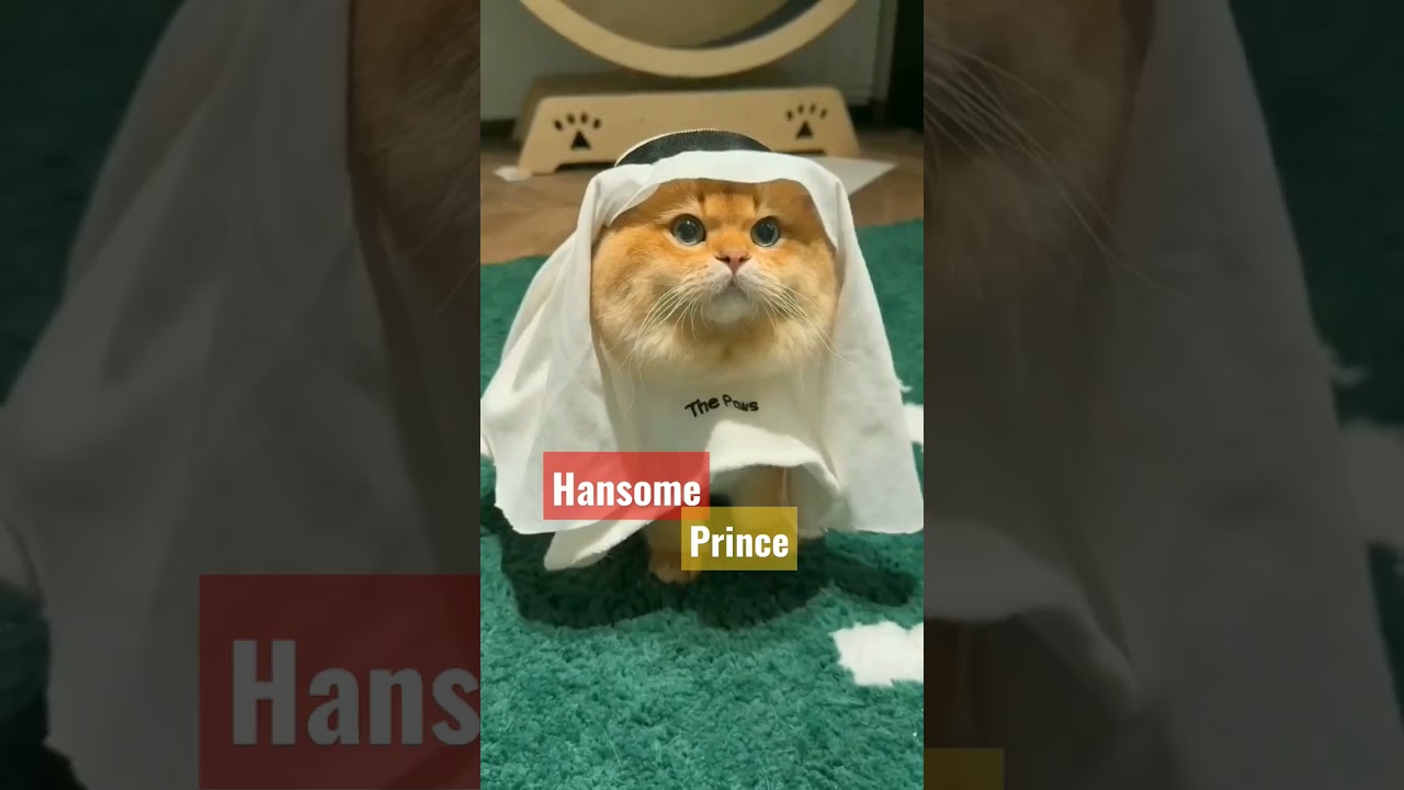 hansome prince - cat dressed like a prince | prince cat 