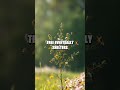 The Tiny Seed That Reached the Sun