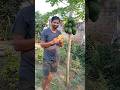 Amazing  papaya fruit shorts  viral  trending  vlogs telugu  msr sai vlogs