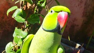 parrot talking #mummy# YouTube #shorts# #like and subscribe#