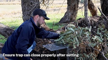 How to set up a feral cat trap