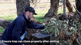 How To Set Up A Feral Cat Trap