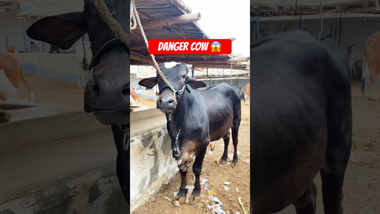 Malir Mandi Latest Rates Update 😱👆🏻 