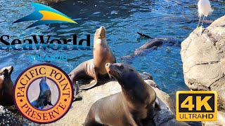 Interact with Sea Lions at Pacific Point Preserve SeaWorld Orlando 2023 4K Video