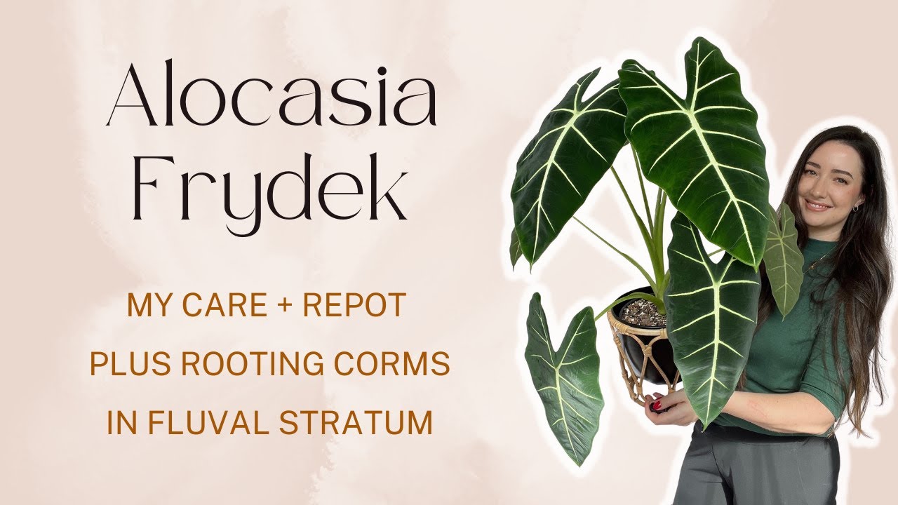 All about my Alocasia Frydek! Repot and Care Guide plus Rooting some Corms in Fluval!