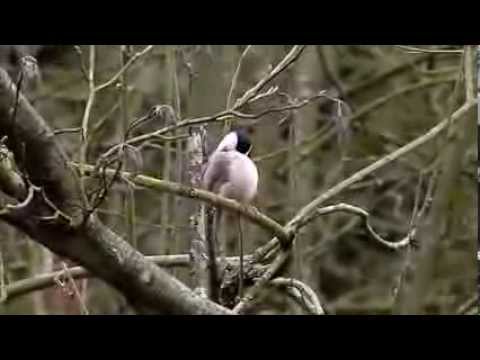 marsh tit calling while preening (2)