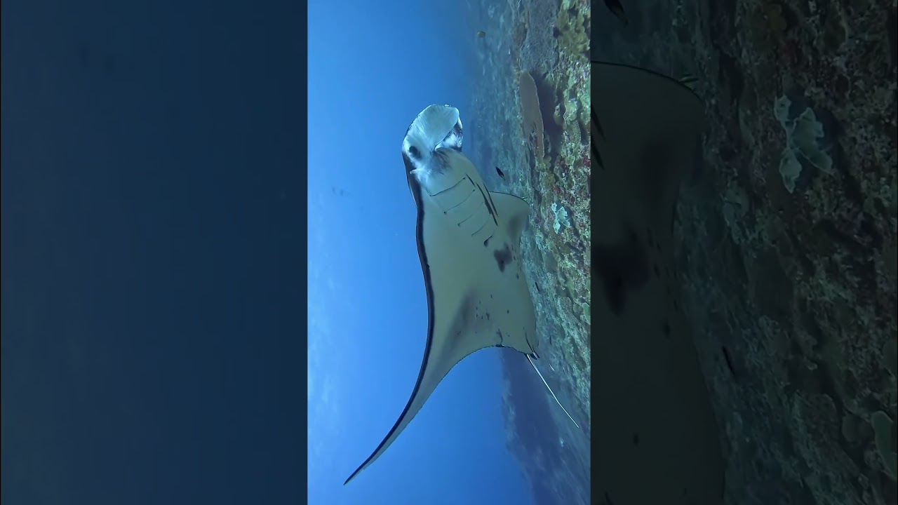Manta ray 