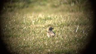 Lapland Bunting, Derbyshire