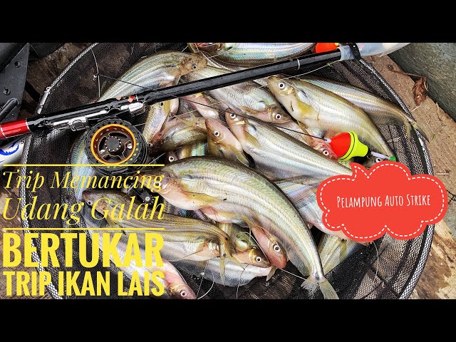 MEMANCING IKAN LAIS  BESAR DI TERUSAN BAN CANAL class=