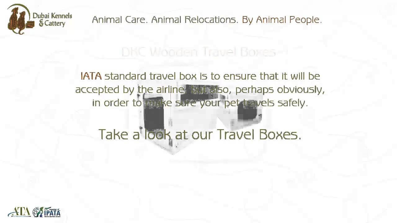 Dubai Kennels & Cattery Transporting Pets Safely YouTube