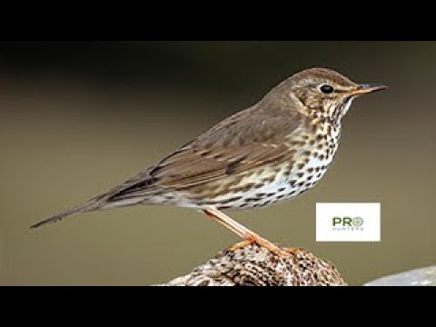 Thrush Bird Sound - Birds Sounds 2022