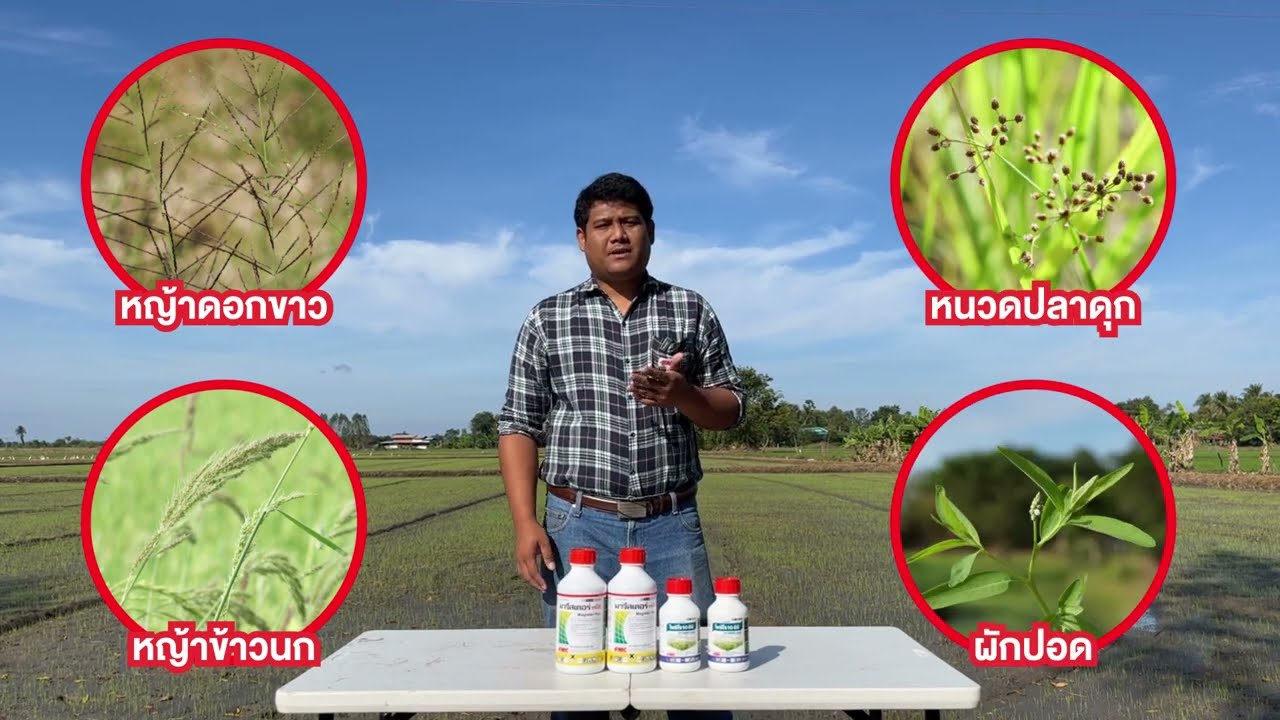 ทั้งคุมทั้งฆ่า ทำนาช่วง 7-14 วันแรก ต้องใช้ Magister plus + Pyzero  คู่หูปราบหญ้าดื้อยา