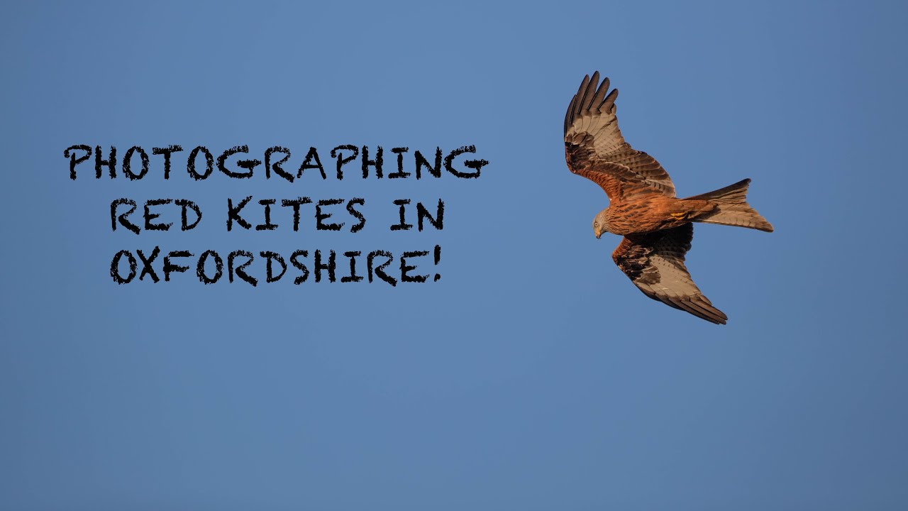 A Day of Wildlife Photography Photographing Red Kites in Oxfordshire With The Canon 1DXMKii