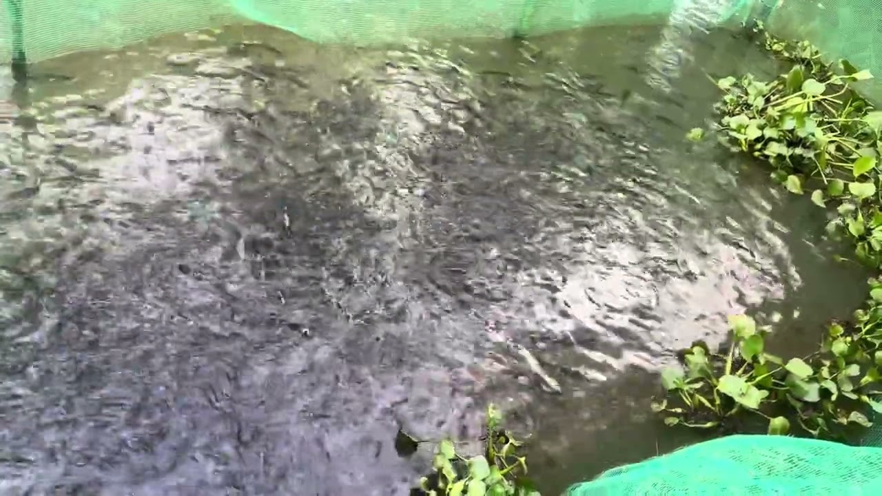 Chia sẻ thức ăn tiết kiệm tăng lợi nhuận giảm chi phí khi nuôi #cá chuối hoa😘#travel #fishing