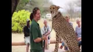 Presentation Du Ccf - Le Cheetah Conservation Fund - Version Française