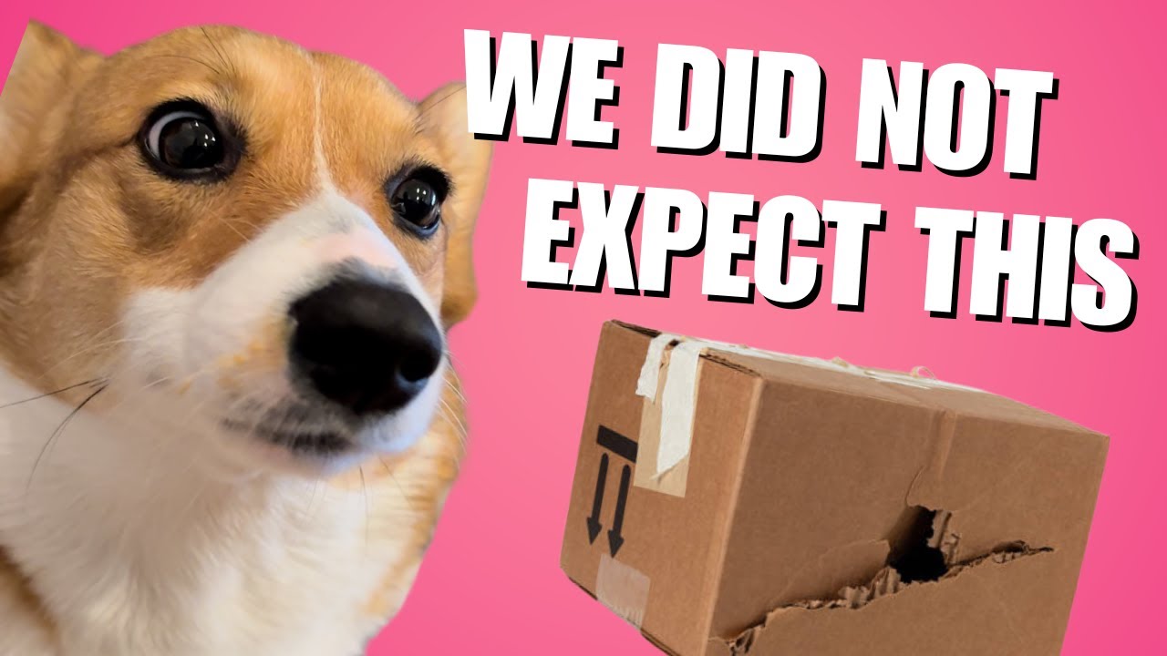 CORGI PUPPY GETS MYSTERY BOX FROM SUBSCRIBER??!