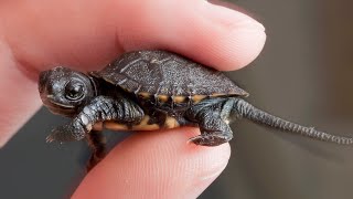 Meet Tiny Western Pond Turtle Hatchlings