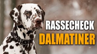 Dalmatiner Rassecheck   Rasseportrait, Rassebeschreibung, Informationen zur Rasse Dalmatiner