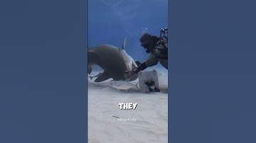 Why Sharks Have to Keep Swimming