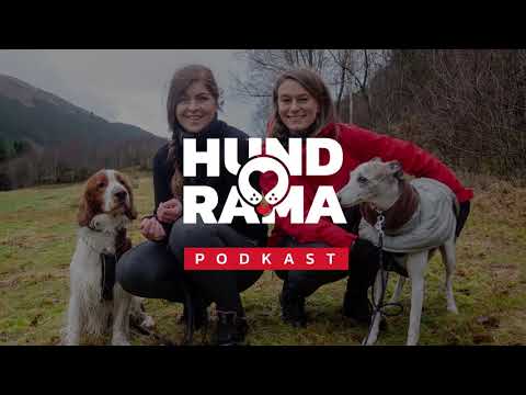 Video: Hvordan Velge Hund For Sportsaktiviteter