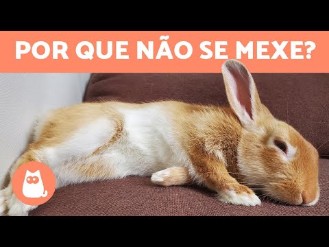 Vídeo: Por que meu coelho está pisando sem motivo?