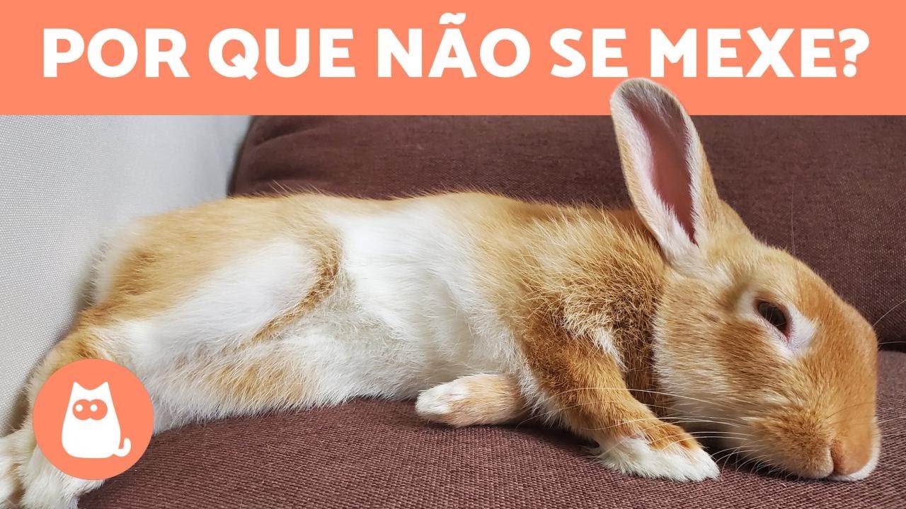 Meu COELHO NÃO se MEXE, mas RESPIRA 🐰 O que há de errado?