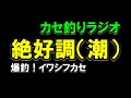 【カセラジ】イワシフカセの青物釣りが絶好調