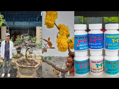 Video Hoa mẫu đơn đột biến,chia sẻ cô chú anh chị cách uốn... - youtube