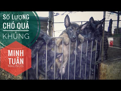 Video T1: Choáng khi tới Trại Chó 