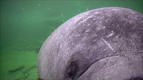 A curious manatee mouths the underwater camera