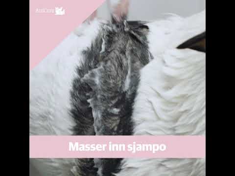 Video: Kan jeg vaske hunden min med babysjampo?