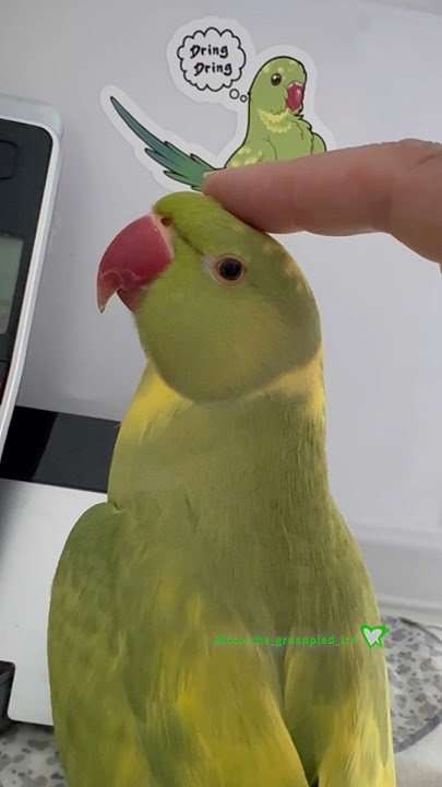 We have a Malfunction #talkingparot #birds #shorts #funny #pets #lol