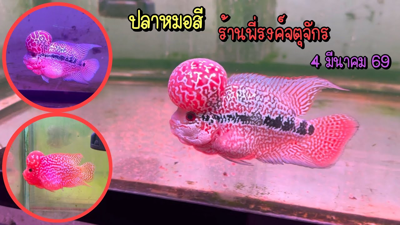 Zing’s Day l ปลาหมอสีร้านพี่รงค์ตลาดจตุจักร 4 มีนาคม 69