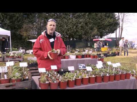 Vidéo: Michaelmas Daisy Care : Apprenez à cultiver des asters de New York dans les jardins