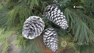 Do Pine Cones Really Predict Winter?#WinterPrediction #WeatherFolklore #PineConeMyth