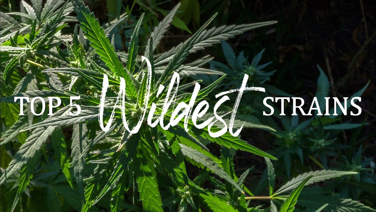 TOP 5 WILDEST STRAINS OF 2020