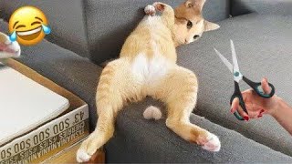 Funniest Angry Cat Meme Ever Try Not To Laugh Challenge 2024