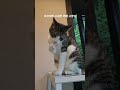 #마쓰야마 소세키카페 #고양이#고양이영상