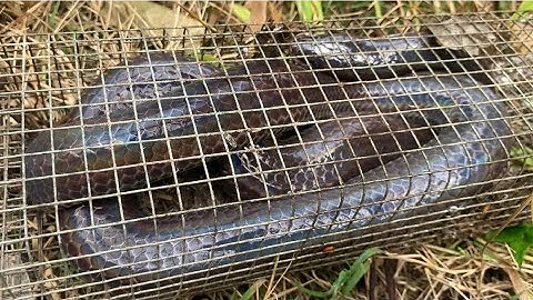 Rút Bẫy Cuộc Truy Tìm Những Con Rắn Khổng Lồ Đã Lộ Diện