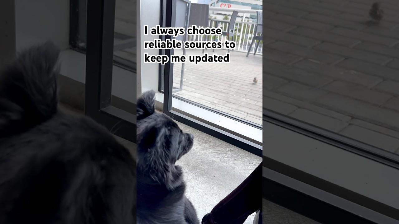 Binge-watching ‘Chirpy News’🐦Who needs cable when there’s drama at the window? 