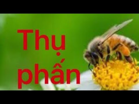 Video: Ruồi thụ phấn - Tìm hiểu về các loại ruồi thụ phấn