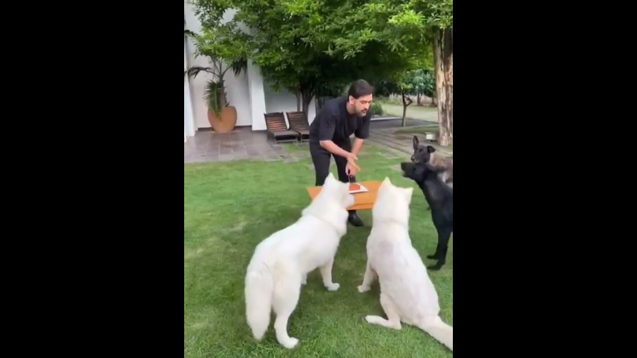 Birthday Celebration With Dogs             M.S.DHONI