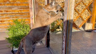 Messi is not allowed in the garden, but he persists in trying to open the door! A cat with a temper!