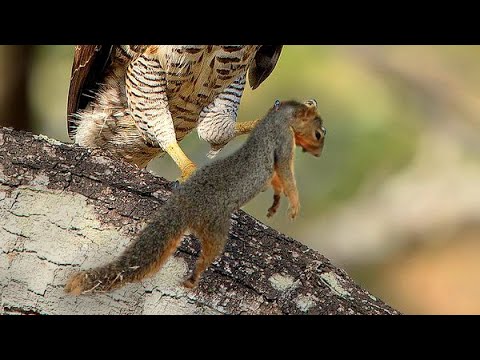 Video Ưng Ấn Độ | Loài Chim Săn Thích Nghi Để Sinh Sống... - youtube