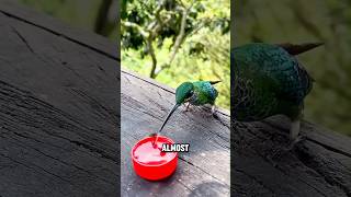 Youve Never Seen Hummingbirds Drink Water Like This animals cute shorts