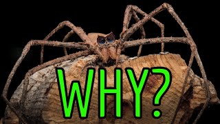 Why Would ANYONE Keep Spiders as Pets?